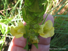 Alectra sessiliflora sessiliflora