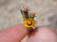 Mentzelia montana