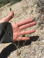 Mentzelia montana