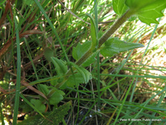 Alectra sessiliflora sessiliflora