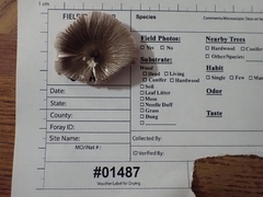 Pluteus deceptivus