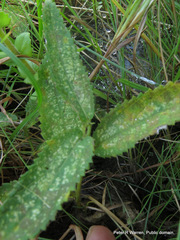 Alectra sessiliflora sessiliflora