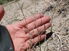 Mentzelia montana
