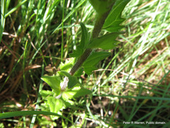 Alectra sessiliflora sessiliflora