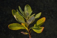 Eriogonum pendulum