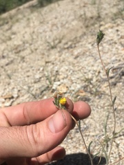 Mentzelia montana