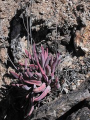 Crassula subacaulis subacaulis