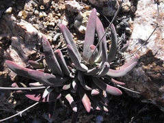 Crassula subacaulis subacaulis
