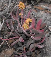 Crassula subacaulis subacaulis