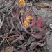 Crassula subacaulis subacaulis - Photo (c) pietermier, algunos derechos reservados (CC BY-NC)