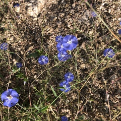 Evolvulus arizonicus