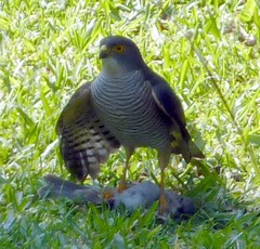 Accipiter minullus