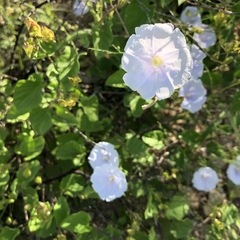 Jacquemontia pringlei