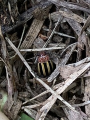 Disonycha admirabila