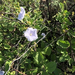 Jacquemontia pringlei