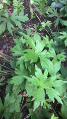 Anemonastrum canadense