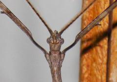 Bactrododema haworthii