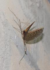 Bactrododema haworthii