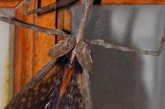 Bactrododema haworthii