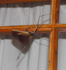 Bactrododema haworthii