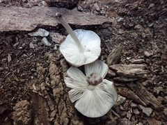 Pluteus septocystidiatus