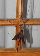 Bactrododema haworthii