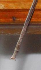 Bactrododema haworthii