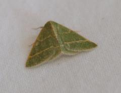 Microloxia ruficornis