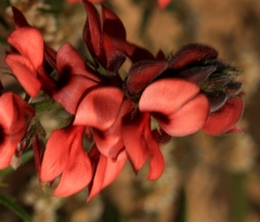 Indigofera digitata
