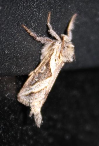 Eudalaca orthocosma