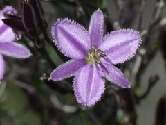 Thysanotus patersonii