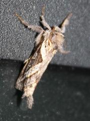Eudalaca orthocosma