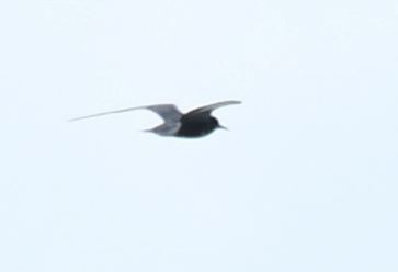 Black Tern