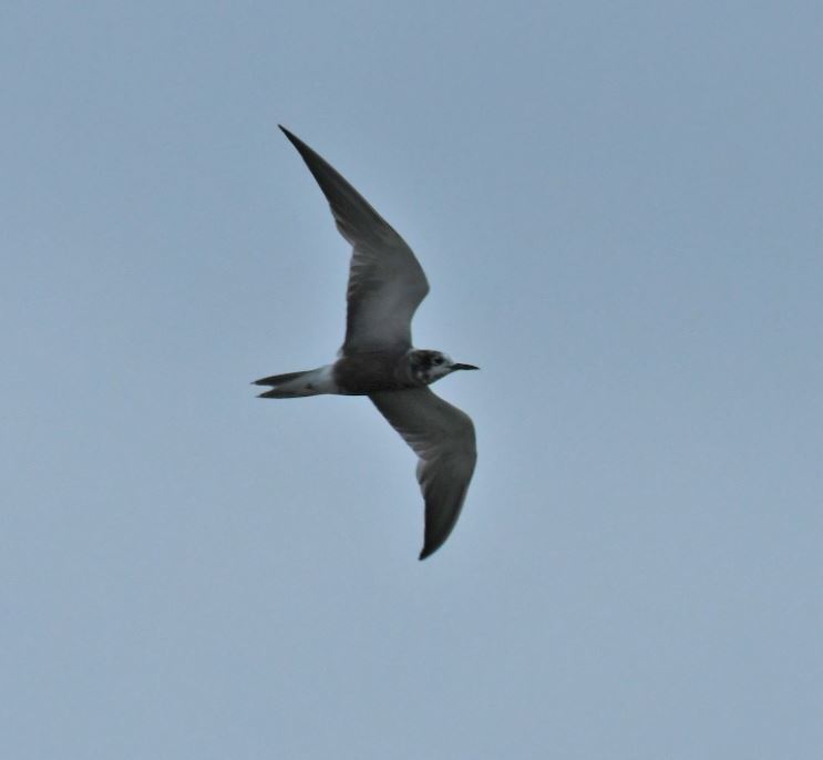 Black Tern