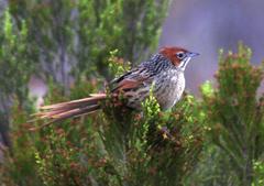 Sphenoeacus afer afer