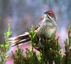 Sphenoeacus afer afer