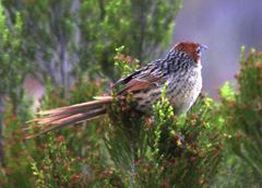 Sphenoeacus afer afer