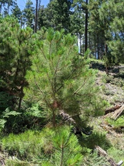 Pinus arizonica