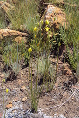 Albuca shawii