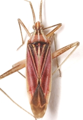 Phytocoris roseipennis
