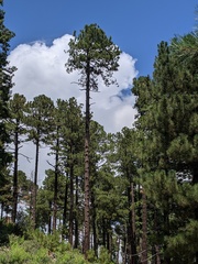 Pinus arizonica