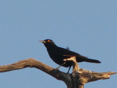 Onychognathus nabouroup