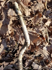 Vuilleminia comedens