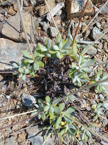 Image of Eriogonum pendulum by no rights reserved