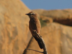 Coracias naevius mosambicus