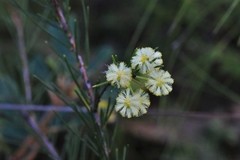 Acacia quadrilateralis