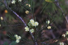 Acacia quadrilateralis