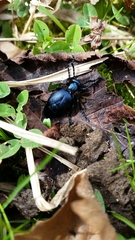 Meloe proscarabaeus