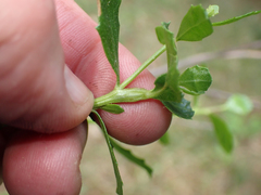 Gnorimoschema baccharisella