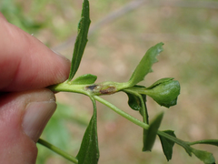 Gnorimoschema baccharisella